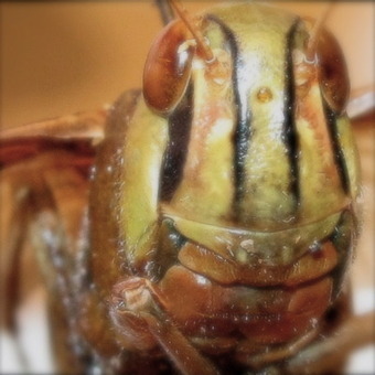 Aquarelle d'insecte à Sérignan-du-Comtat (84) | Variétés entomologiques | Scoop.it