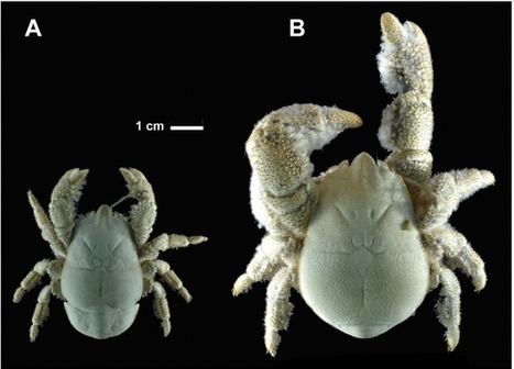 Une nouvelle espèce de crabe yéti - GuruMeditation | EntomoNews | Scoop.it