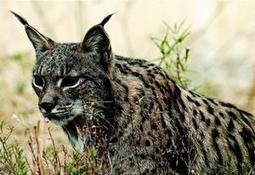 Biodiversity Loss Costs EU 450 Billion Euros a Year | BIODIVERSITY IS LIFE  &ndash; | Scoop.it