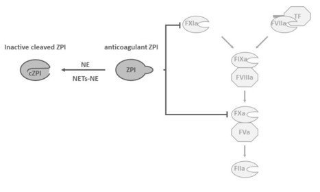 L’inactivation du ZPI par l’élastase neutrophile, un mécanisme supplémentaire dans le processus d’immunothrombose au cours du sepsis sévère | Life Sciences Université Paris-Saclay | Scoop.it