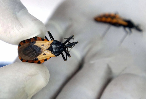 Maladie de Chagas (ou trypanosomiase américaine) | Insect Archive | Scoop.it