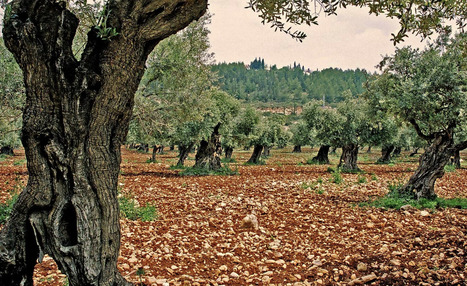 ALBANIE : Kalinjot monovariétal place l'huile d'olive albanaise sur la scène mondiale | CIHEAM Press Review | Scoop.it