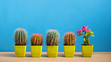 Hiring for Culture Fit Doesn’t Have to Undermine Diversity | Tampa Florida Marketing | Scoop.it