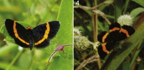 Disparu depuis 56 ans, ce papillon réapparaît au Brésil | Biodiversité | Scoop.it