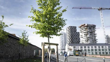 [Article] La volonté des villes de planter massivement des arbres met sous tension les pépinières | HORTICULTURE | Scoop.it