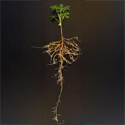 Adapter ses racines pour mieux se nourrir : la stratégie ingénieuse du lupin blanc | Les Colocs du jardin | Scoop.it