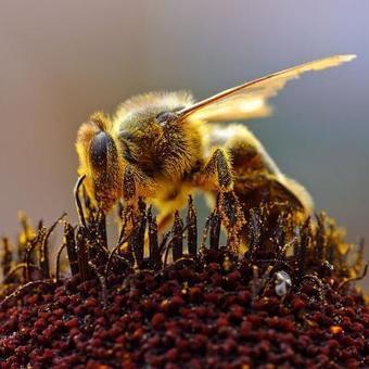 Pertes d'abeilles : fongicides suspects | EntomoNews | Scoop.it