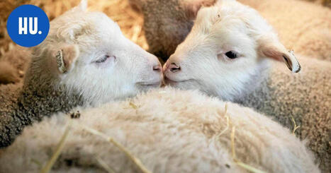 Haltialan kotiel&auml;intilasta tehtiin kaupat &ndash; uusi omistaja aloittaa kes&auml;kuussa | Paikalliset | 1Uutiset - Lukemisen t&auml;hden | Scoop.it