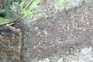 Comment jouer collectif et sauver son patrimoine des termites | Architecture - Construction | Scoop.it
