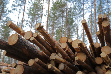 Monet lajit hätää kärsimässä – katso, missä päin Suomea metsää on hakattu liikaa | Yle Uutiset | yle.fi | 1Uutiset - Lukemisen tähden | Scoop.it