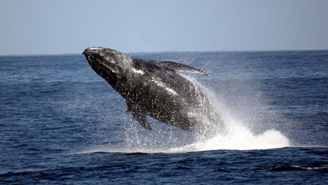 Nouvelle charte d’approche des baleines - LINFO.re | Biodiversité | Scoop.it