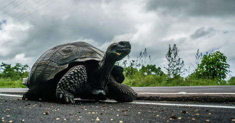 To Photograph a Galápagos Tortoise, Get Out of the Race | Galapagos | Scoop.it