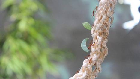 La planète des fourmis | ARTE | Variétés entomologiques | Scoop.it