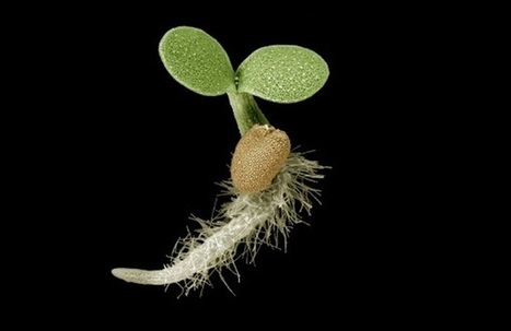 ¿Qué pasa con el crecimiento vegetativo en gravedad cero? | Mi Cajón de Ideas | Scoop.it