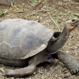 Ecuador Govt Boosts Conservation Efforts in the Galapagos | Galapagos | Scoop.it