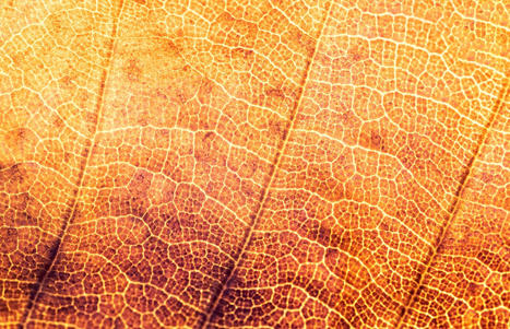 Enseigner la traduction et l’interprétation à l’heure neuronale | Quezil - News on Language & Technology | Scoop.it