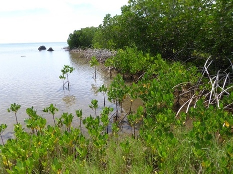 Les mangroves de la Société placées sous surveillance | Biodiversité | Scoop.it