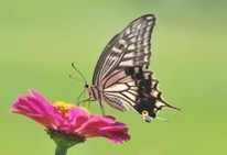Accueillez les papillons dans votre jardin | Variétés entomologiques | Scoop.it
