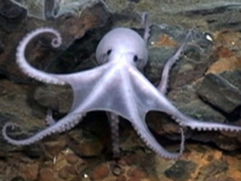 "Lost world" uncovered on ocean floor - CBS News Video | Science News | Scoop.it
