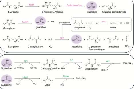 Deciphering the guanidine code: from core metabolism to biosynthesis of its derivatives | Cin | RMH | Scoop.it