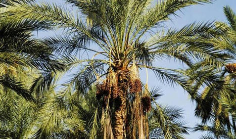 TUNISIE : Palmiers-dattiers : Appel à lancer le traitement préventif contre l’acarien jaune | CIHEAM Press Review | Scoop.it