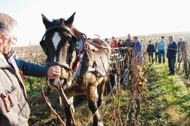 Un cheval &agrave; la place du tracteur dans les vignes - SudOuest.fr | Cheval et Nature | Scoop.it