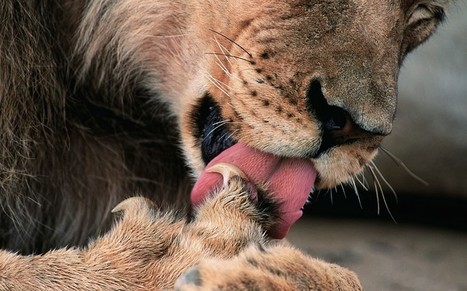 Art of Nature: African wildlife photographed by Heinrich van den Berg - Telegraph | Afrodizziak | Scoop.it