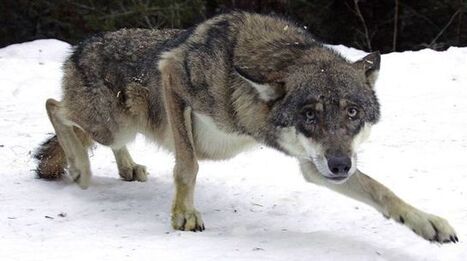 Un loup abattu dans les Alpes-de-Haute-Provence | Loup | Scoop.it