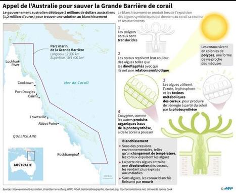 Le défi de l'Australie aux chercheurs: sauver la Grande Barrière de corail | Biodiversité | Scoop.it