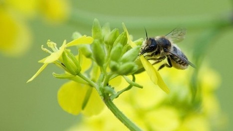 La pollution à l’ozone éteint le parfum des fleurs | EntomoNews | Scoop.it