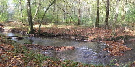 Rivi&egrave;res intermittentes : la p&ecirc;che aux donn&eacute;es | Biodiversit&eacute; | Scoop.it
