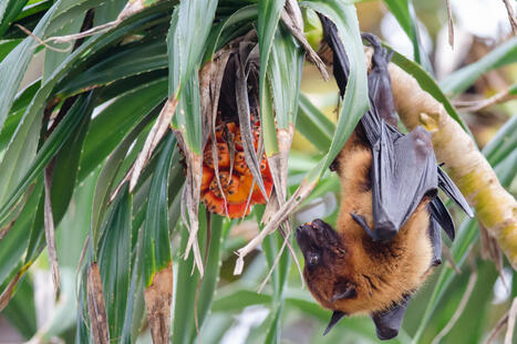 Tout savoir sur le &laquo;One Health&raquo;, ce concept &eacute;cologique qui va rassembler de nombreux dirigeants &agrave; Lyon | Regards crois&eacute;s sur la transition &eacute;cologique | Scoop.it