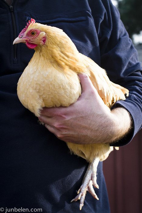 Tag-sibol | The Asian Food Gazette. | Scoop.it