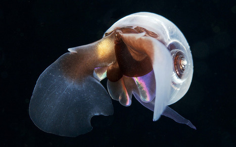 Plankton: the tiny sentinels of the deep | Coastal Restoration | Scoop.it
