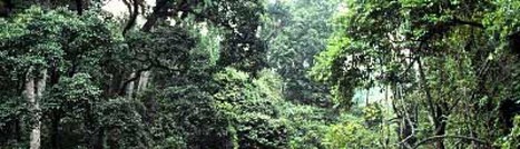 Tiques. Cas humains et simiens de fièvre de la forêt de Kyasanur | EntomoNews | Scoop.it