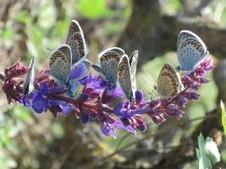 New publication "Priorities for the restoration of ecosystems and their services in the EU" - ECNC | Biodiversit&eacute; | Scoop.it