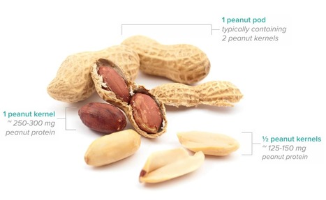 FDA Allergenic Products Advisory Committee Votes to Support the Use of Aimmune Vaccine PALFORZIA™ (AR101) for Peanut Allergy | Allergy (and clinical immunology) | Scoop.it