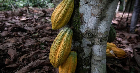 WEST AFRICA: Cocoa crash leaves farmers struggling despite global chocolate demand | AFRIQUES | Scoop.it