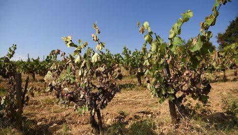 R&eacute;chauffement climatique : la science au secours des vignobles accabl&eacute;s par la s&eacute;cheresse - France Inter | Pour innover en agriculture | Scoop.it
