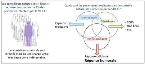 R&ocirc;le des anticorps dans le contr&ocirc;le naturel du VIH | Life Sciences Universit&eacute; Paris-Saclay | Scoop.it