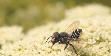 Les osmies proposées par Osmia sont de bien meilleures pollinisatrices que l’abeille domestique | Variétés entomologiques | Scoop.it