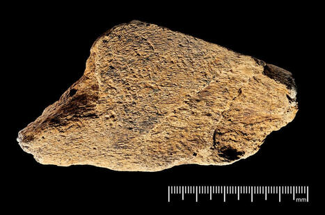 Un martillo hecho hace medio mill&oacute;n de a&ntilde;os y encontrado en Inglaterra es la herramienta de hueso de elefante m&aacute;s antigua de Europa | Mi Caj&oacute;n de Ideas | Scoop.it