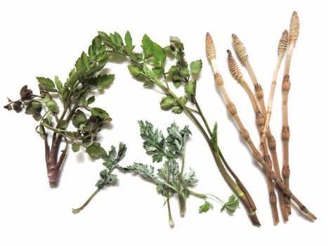 Feast from the forest: foraging for edible plants in Japan | The Japan Times | The Asian Food Gazette. | Scoop.it