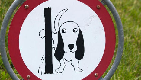 Un poteau s'effondre sur une voiture à cause du pipi de chien | Plusieurs idées pour la gestion d'une ville comme Namur | Scoop.it