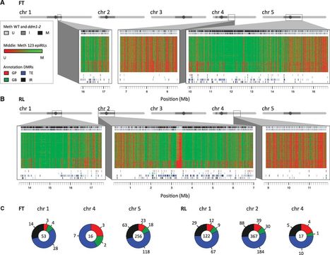 Mapping the Epigenetic Basis of Complex Traits | Plant and Seed Biology | Scoop.it