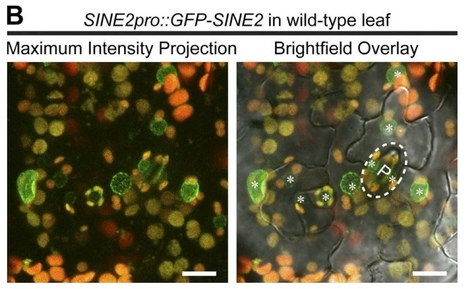 Journal of Cell Biology: Identification of unique SUN-interacting nuclear envelope proteins with diverse functions in plants (2014) | Publications from The Sainsbury Laboratory | Scoop.it