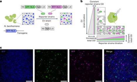 Quantitative dissection of Agrobacterium T-DNA expression in single plant cells reveals density-dependent synergy and antagonism | Npt | RMH | Scoop.it