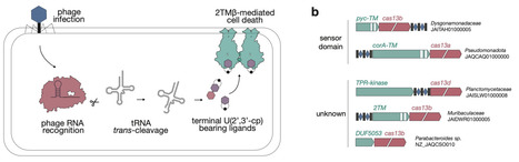 tRNA-derived second messengers confer bacterial immunity | brveco | RMH | Scoop.it