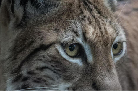 FNE / FERUS : Enfin des perspectives positives pour la restauration de la population de Lynx; des lynx rel&acirc;ch&eacute;s en France en 2027 ! | Parcs nationaux, r&eacute;gionaux et autres espaces naturels prot&eacute;g&eacute;s | Scoop.it