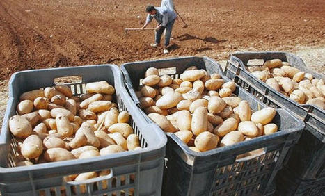 ALGÉRIE : Plus de 400 000 quintaux de pomme de terre attendus  | CIHEAM Press Review | Scoop.it